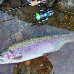 ばらしてばかり ～天竜川ルアーフライテンカラ専用区～